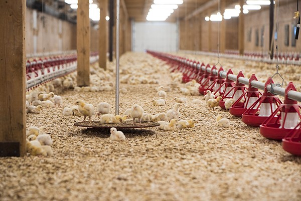 Poussins sur une balance pour oiseaux liés à l'analyse des données pour prédire leur poids futur.